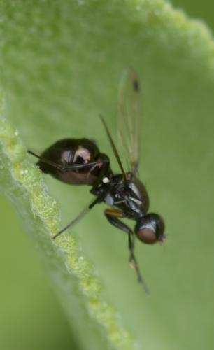 Réf. 207 042 : Sepsis sp.
